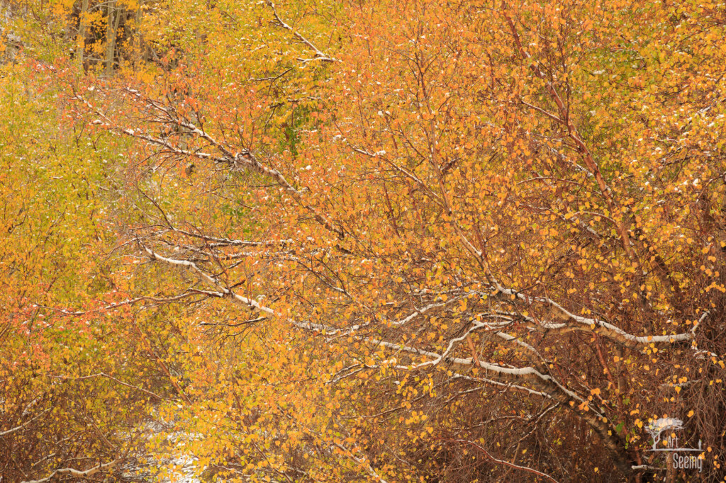 A photograph from an Art of Seeing High Sierra on Horseback Fall Colors workshop