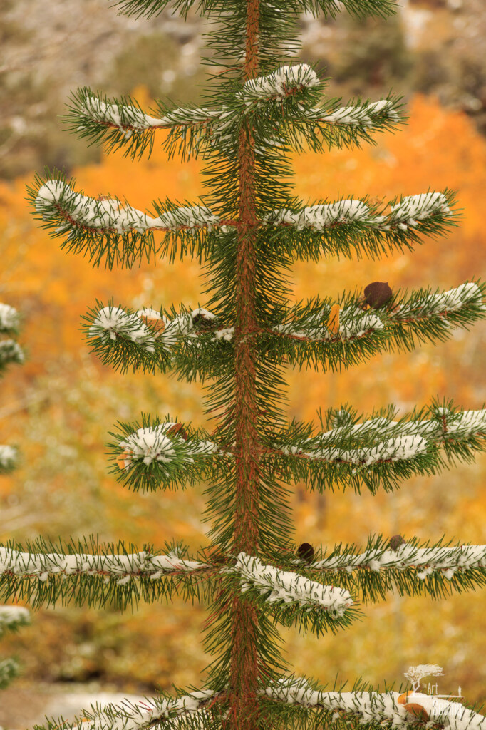 A photograph from an Art of Seeing High Sierra on Horseback Fall Colors workshop