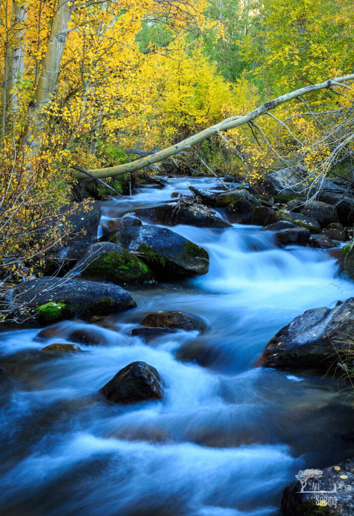 A photograph from an Art of Seeing High Sierra on Horseback Fall Colors workshop