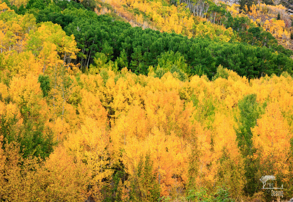 A photograph from an Art of Seeing High Sierra on Horseback Fall Colors workshop