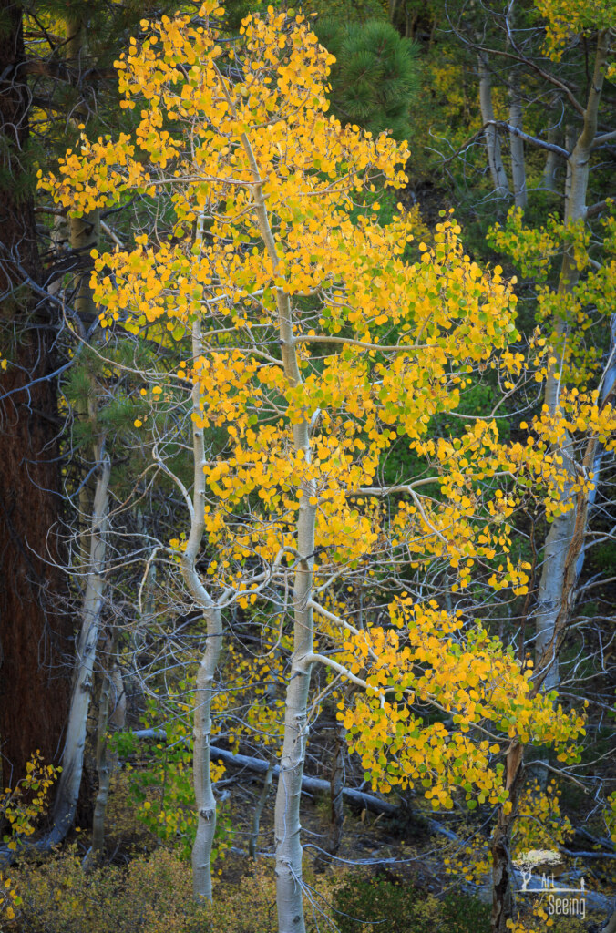 A photograph from an Art of Seeing High Sierra on Horseback Fall Colors workshop
