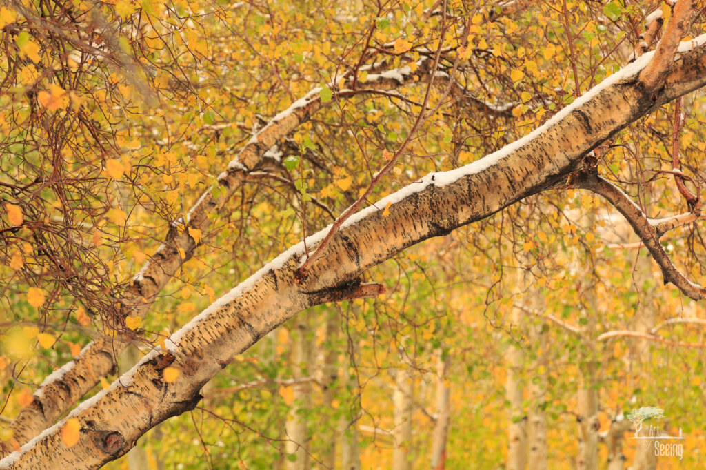 A photograph from an Art of Seeing High Sierra on Horseback Fall Colors workshop