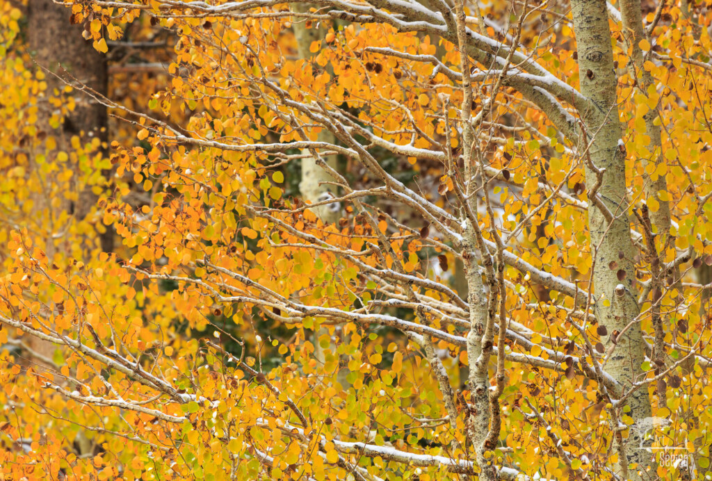 A photograph from an Art of Seeing High Sierra on Horseback Fall Colors workshop