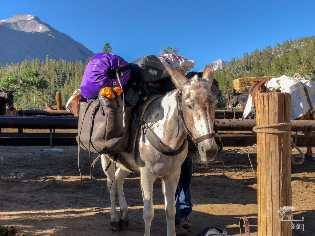 A photograph from an Art of Seeing High Sierra on Horseback Fall Colors workshop