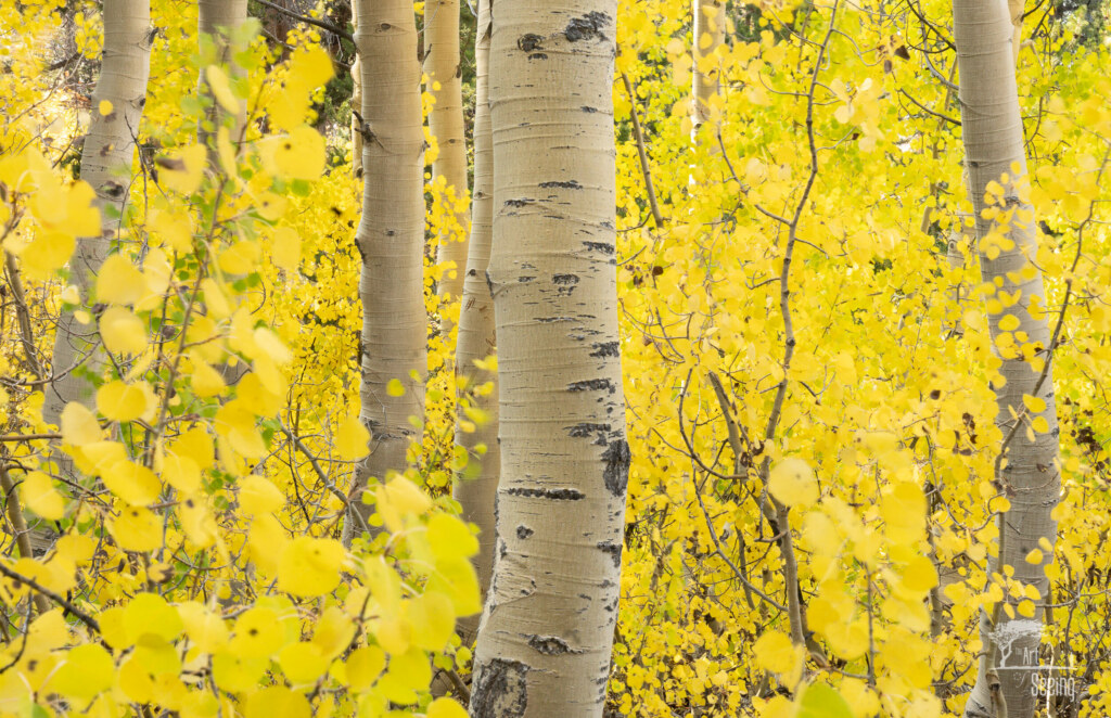 A photograph from an Art of Seeing High Sierra on Horseback Fall Colors workshop