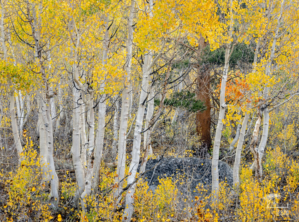 A photograph from an Art of Seeing High Sierra on Horseback Fall Colors workshop