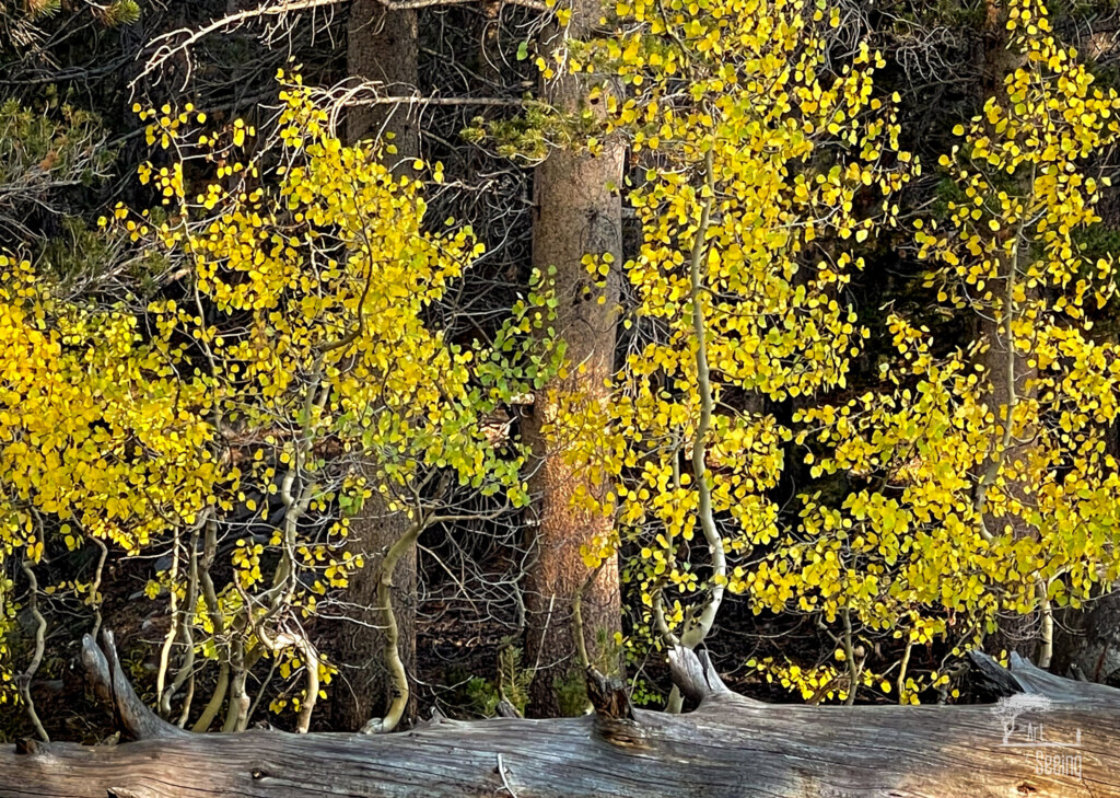 A photograph from an Art of Seeing High Sierra on Horseback Fall Colors workshop
