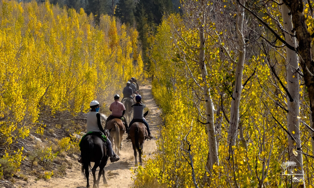 A photograph from an Art of Seeing High Sierra on Horseback Fall Colors workshop