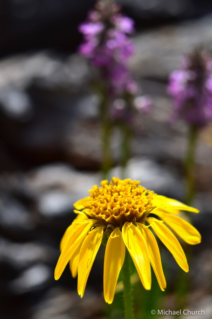A photograph from an Art of Seeing High Sierra on Horseback workshop