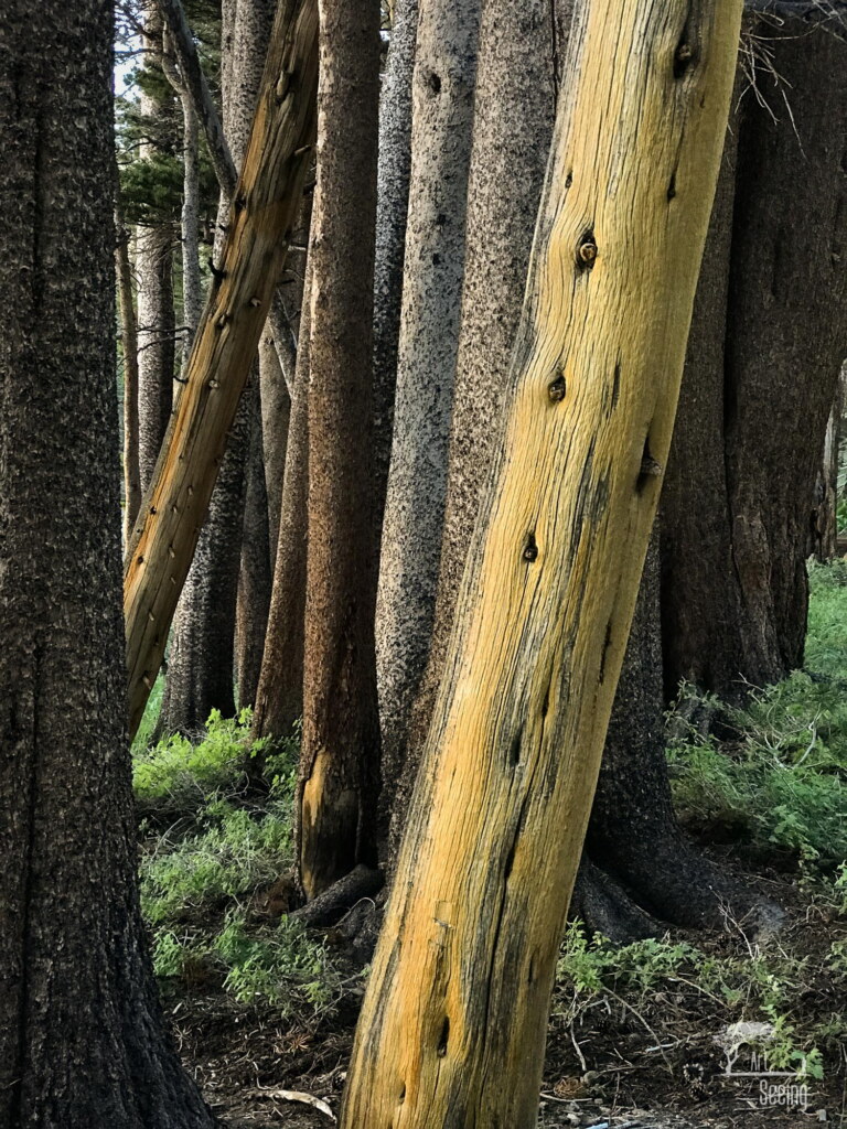 A photograph from an Art of Seeing High Sierra on Horseback workshop
