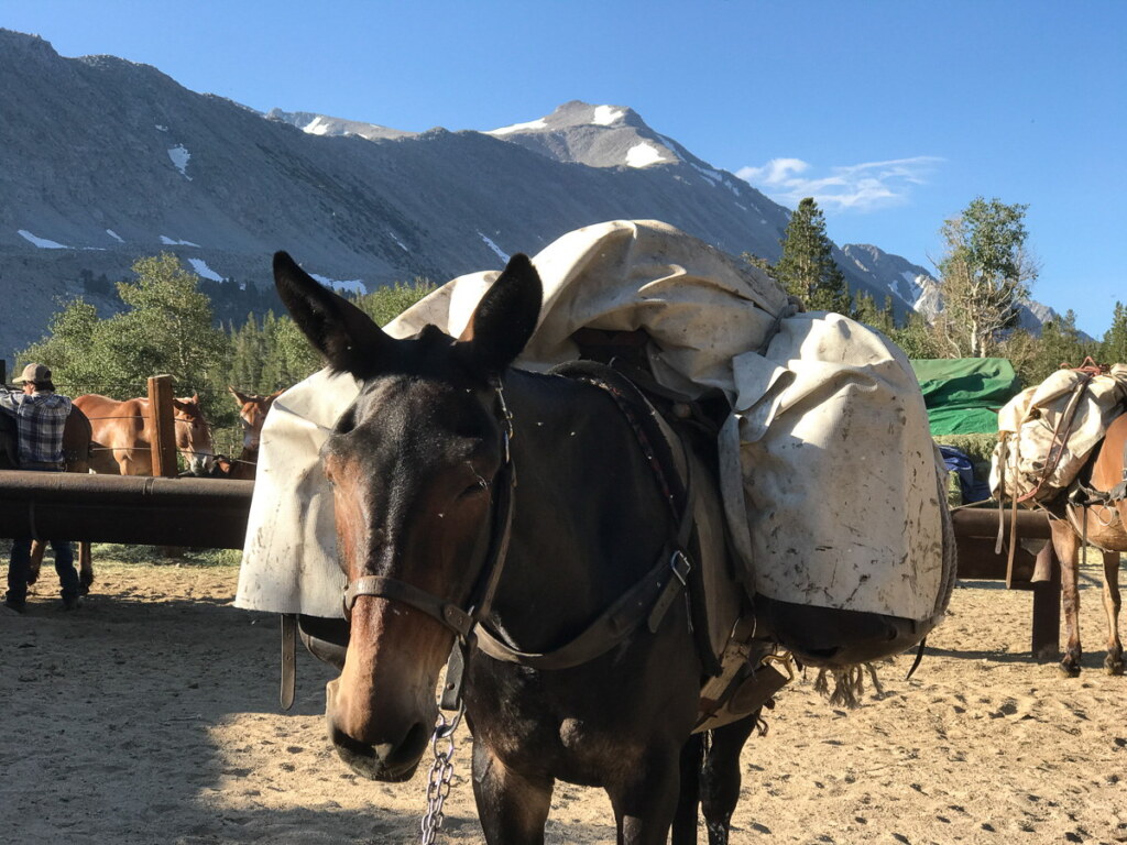 A photograph from an Art of Seeing High Sierra on Horseback workshop