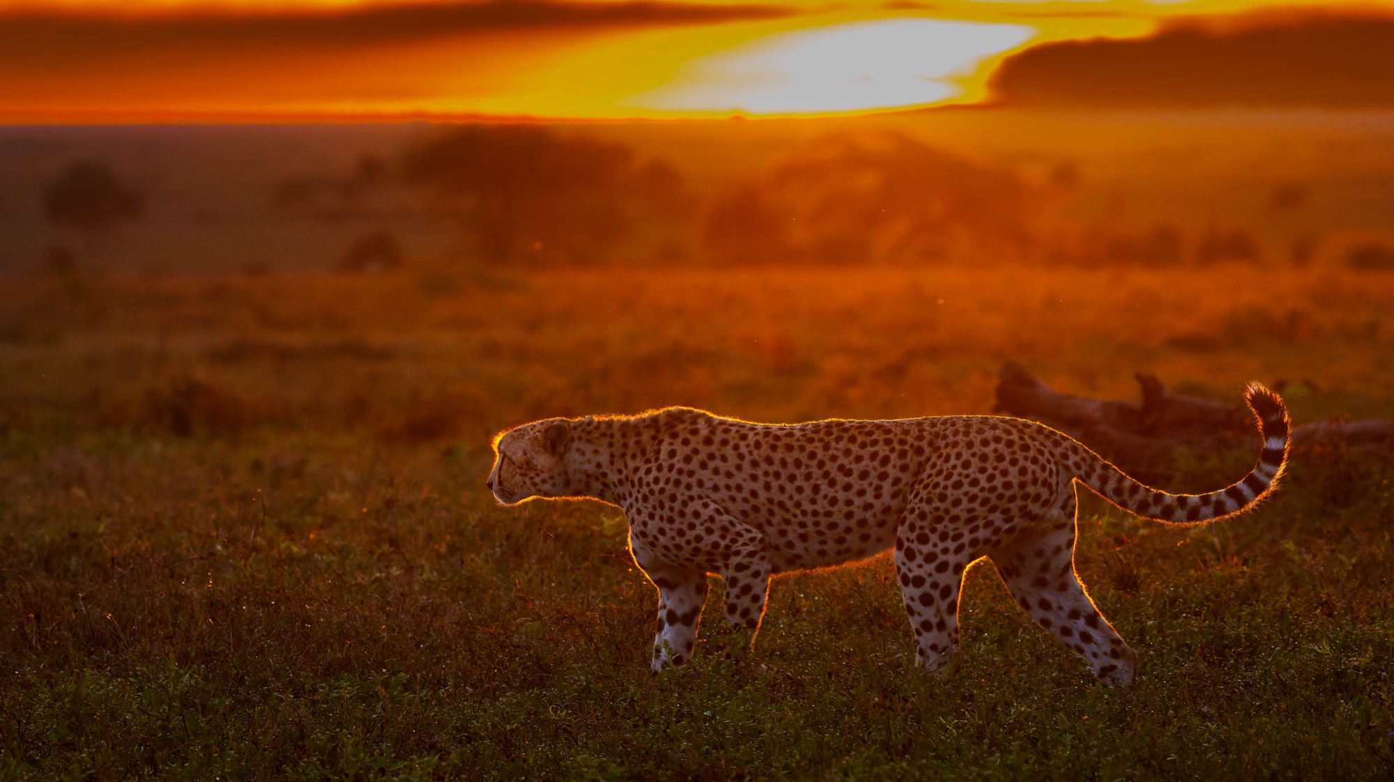A leopard walking through golden grass at sunset