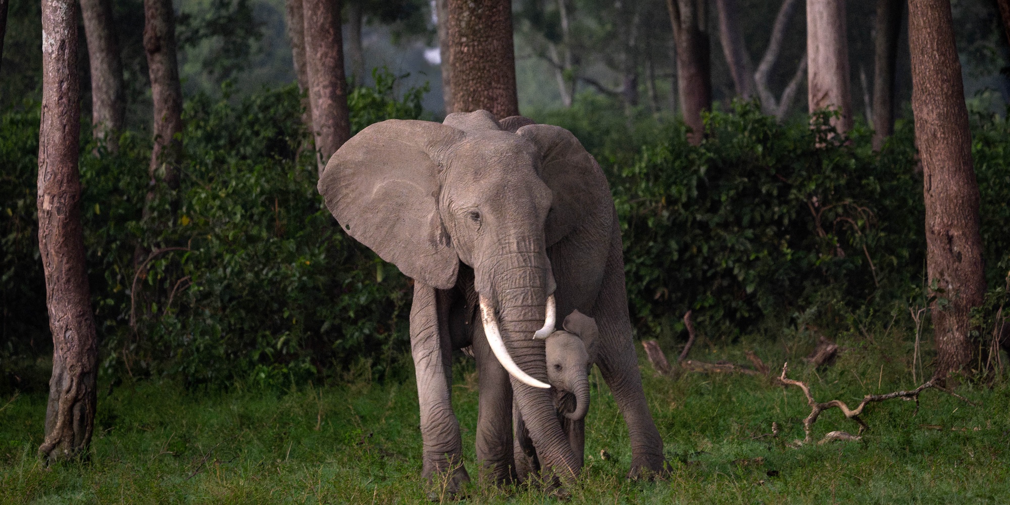 An elephant walking through forest light