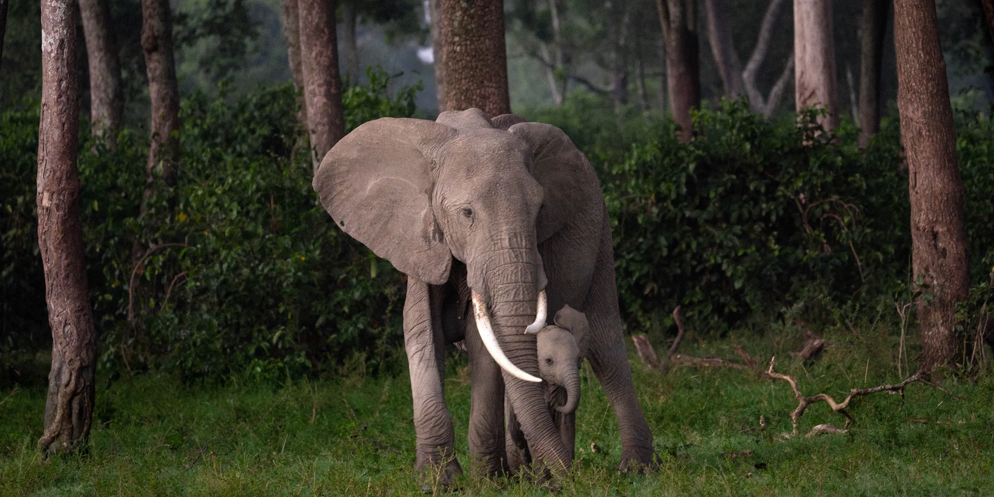 An elephant walking through forest light