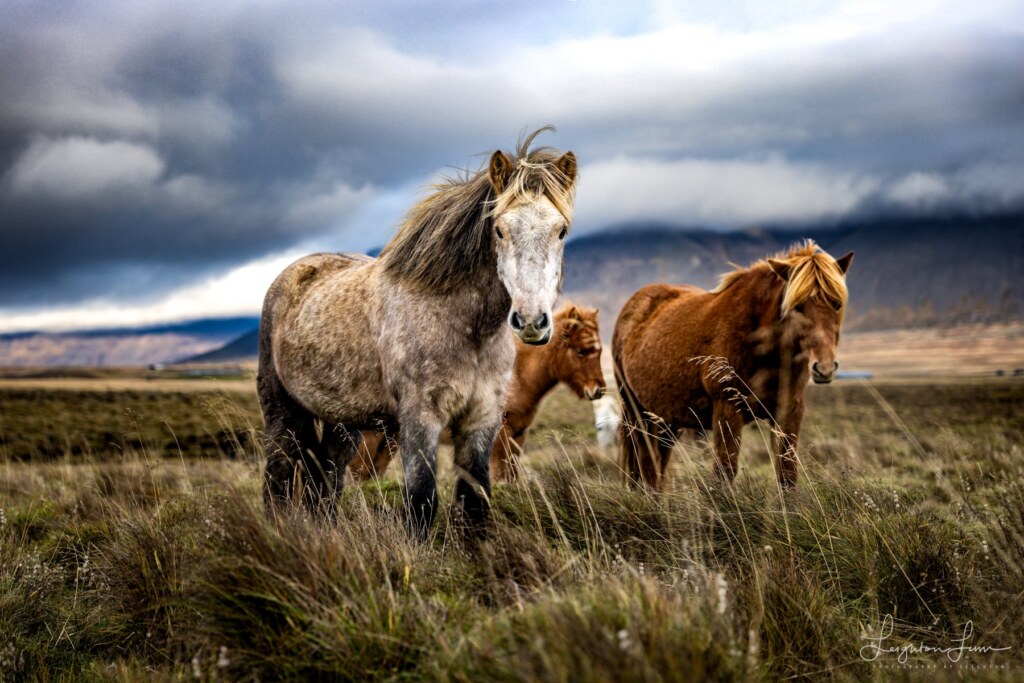 From a past Art of Seeing Iceland adventure