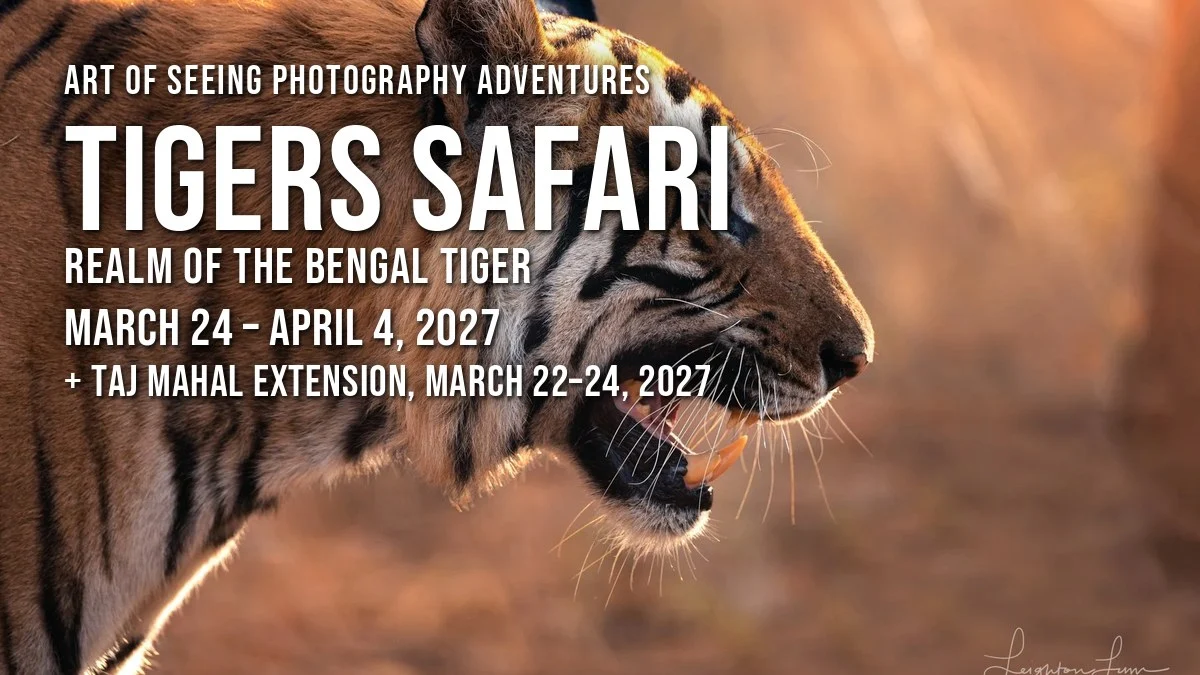 Tigers Safari 2027