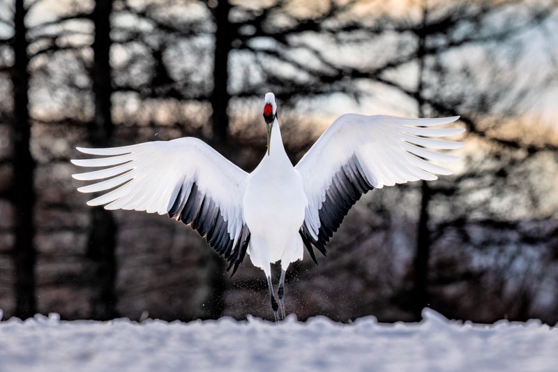 A red-crowned crane spreading its wings in the snow, Hokkaido