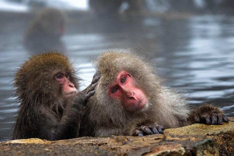 Japanese macaques grooming at a hot spring — Hokkaido winter wildlife photography workshop