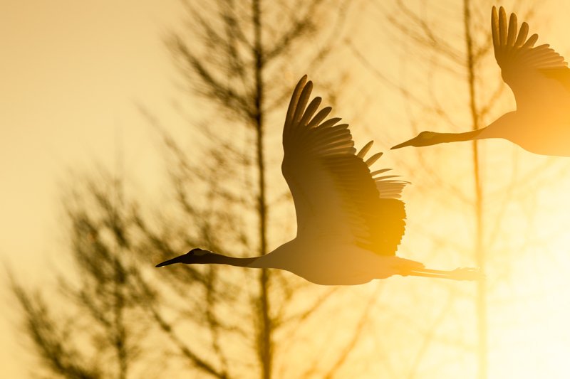 Red-crowned cranes flying through golden morning mist, Hokkaido