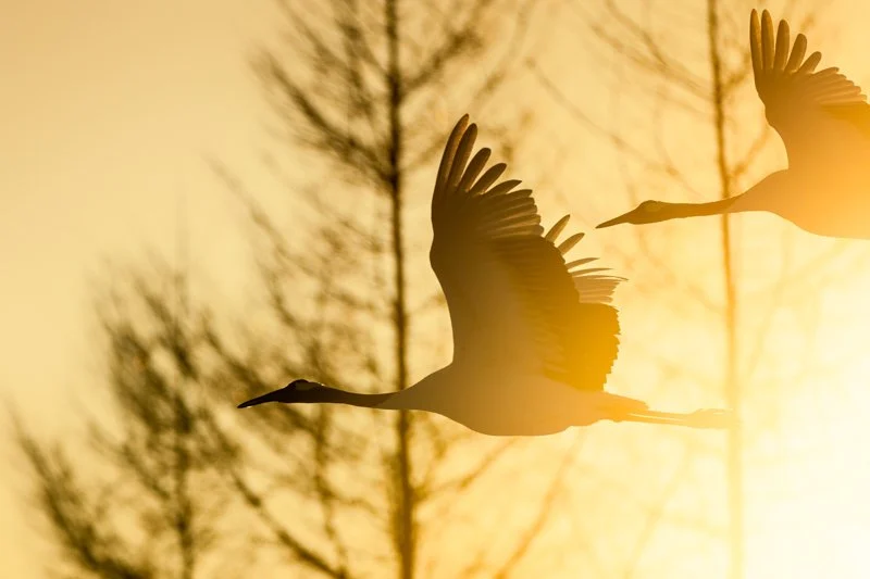 Red-crowned cranes flying through golden morning mist, Hokkaido