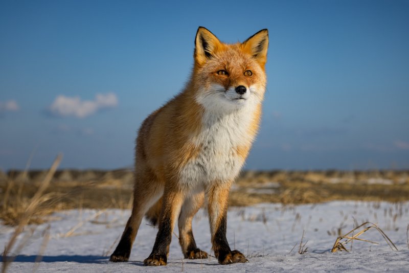 An Ezo red fox on the snow under a blue sky, Hokkaido, Japan