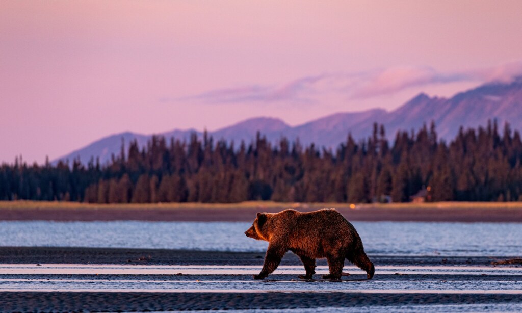 From a past Art of Seeing Katmai Alaska adventure