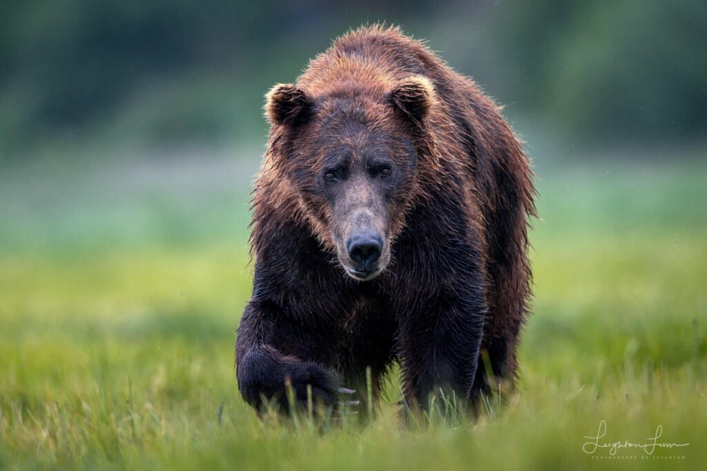 From a past Art of Seeing Katmai Alaska adventure