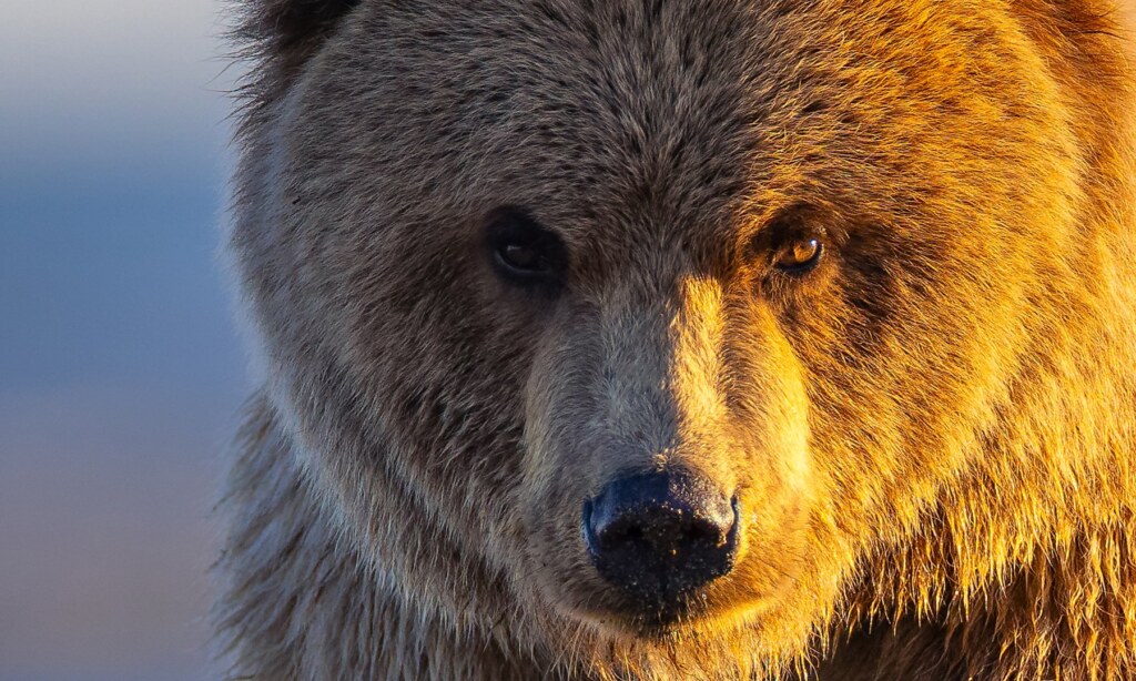 From a past Art of Seeing Katmai Alaska adventure