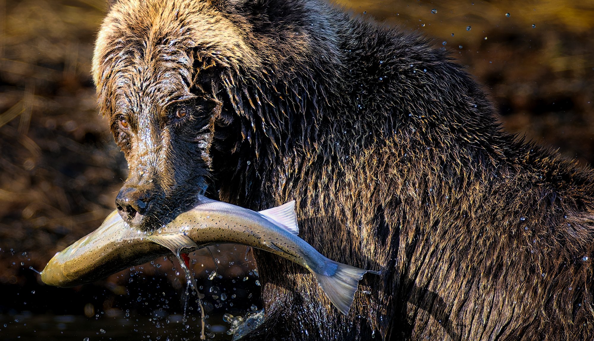 A brown bear with a salmon in its mouth — Katmai Alaska bear photography workshop