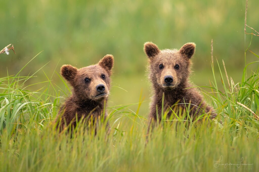 From a past Art of Seeing Katmai Alaska adventure