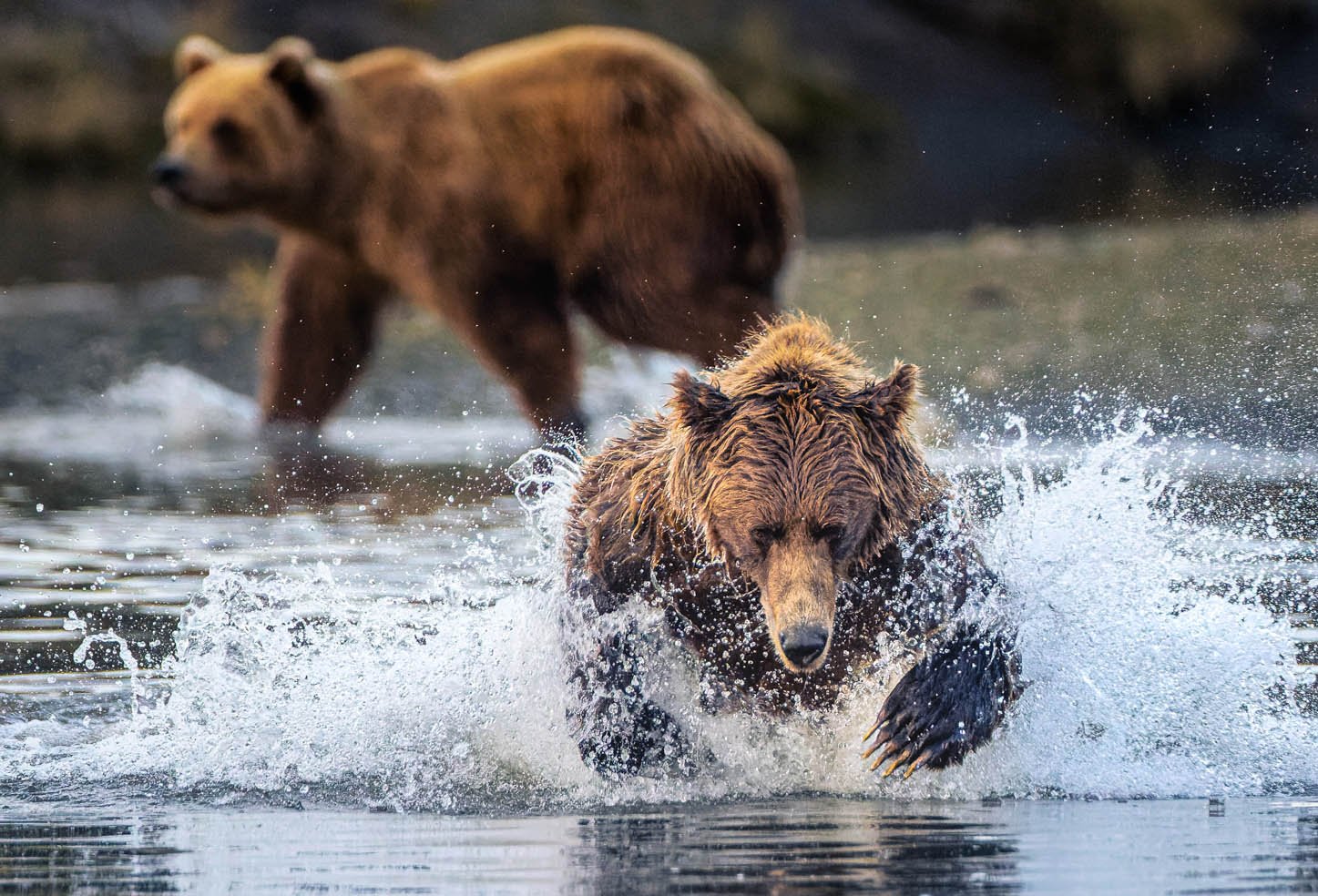 Two brown bears chasing salmon through the shallows, Katmai, Alaska