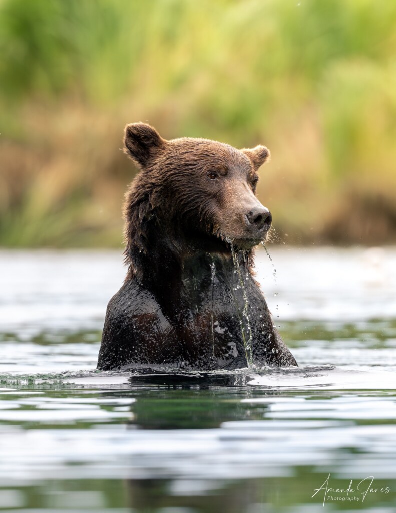 From a past Art of Seeing Katmai Alaska adventure