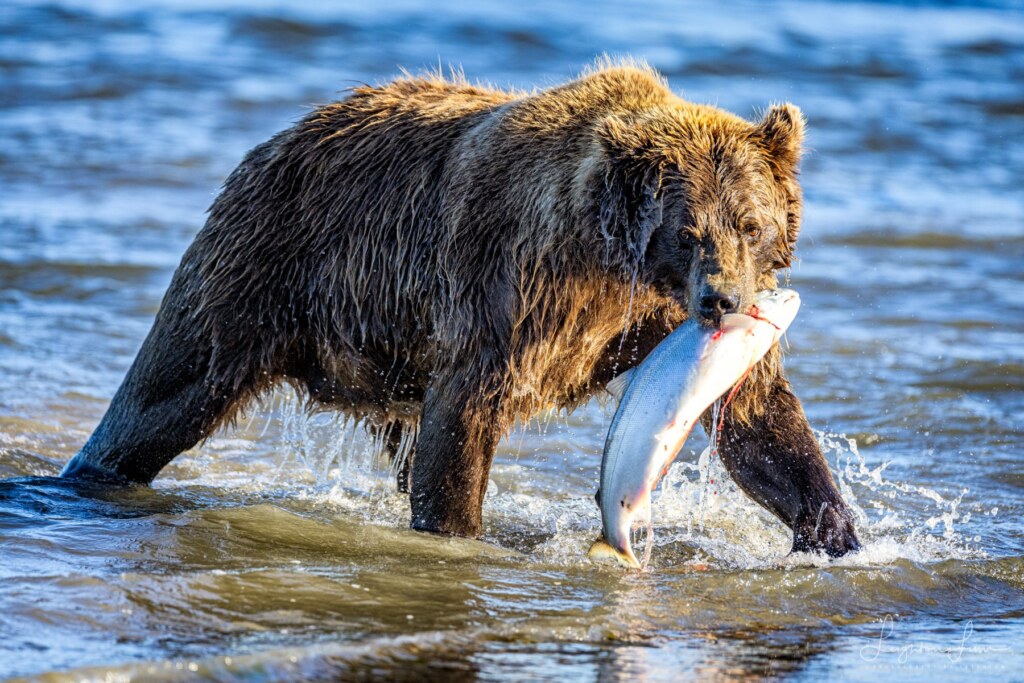 From a past Art of Seeing Katmai Alaska adventure