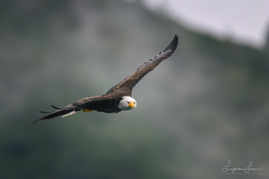 From a past Art of Seeing Katmai Alaska adventure
