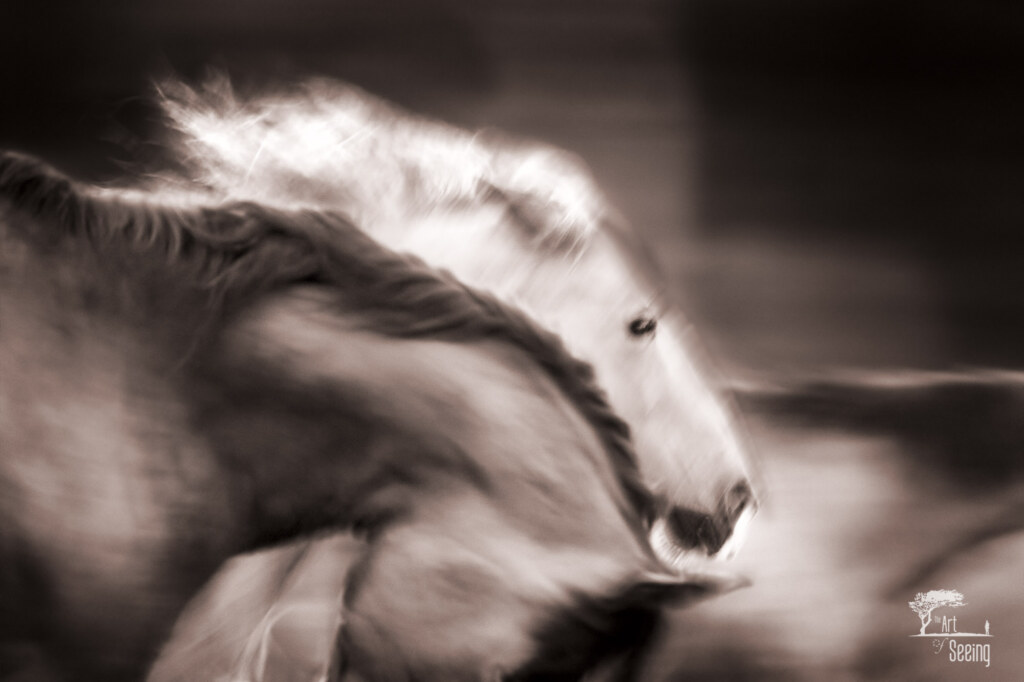 Rush Hour, an equine photograph by Ken Lee