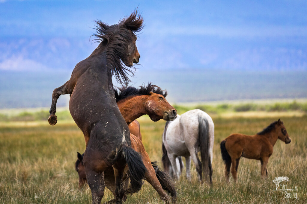 An equine photograph by Ken Lee