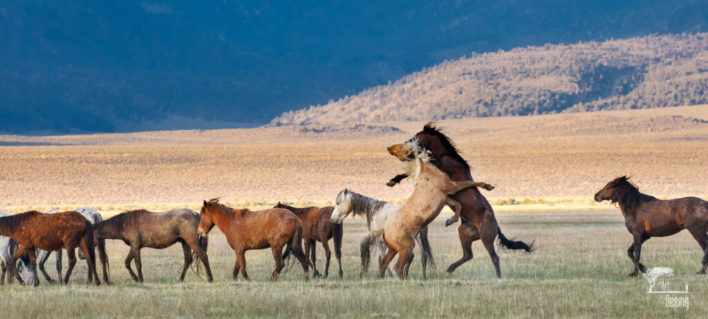 An equine photograph by Ken Lee