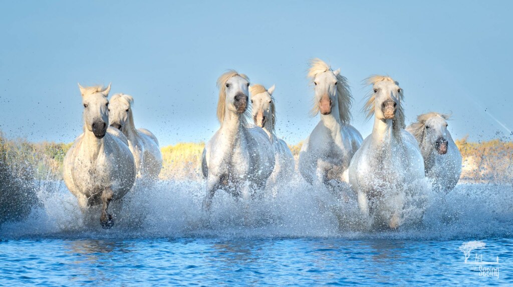 An equine photograph by Ken Lee