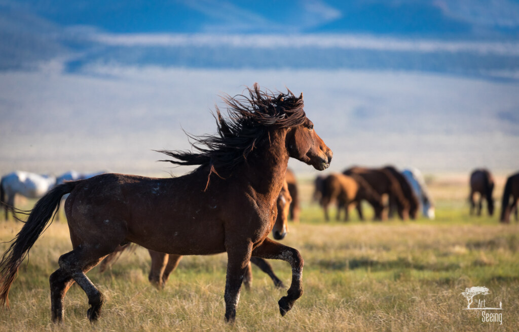 An equine photograph by Ken Lee