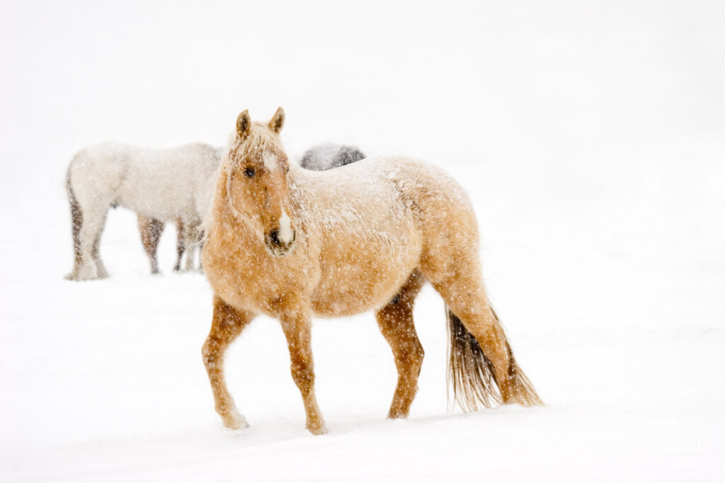 Palomino in Snowstorm, an equine photograph by Ken Lee