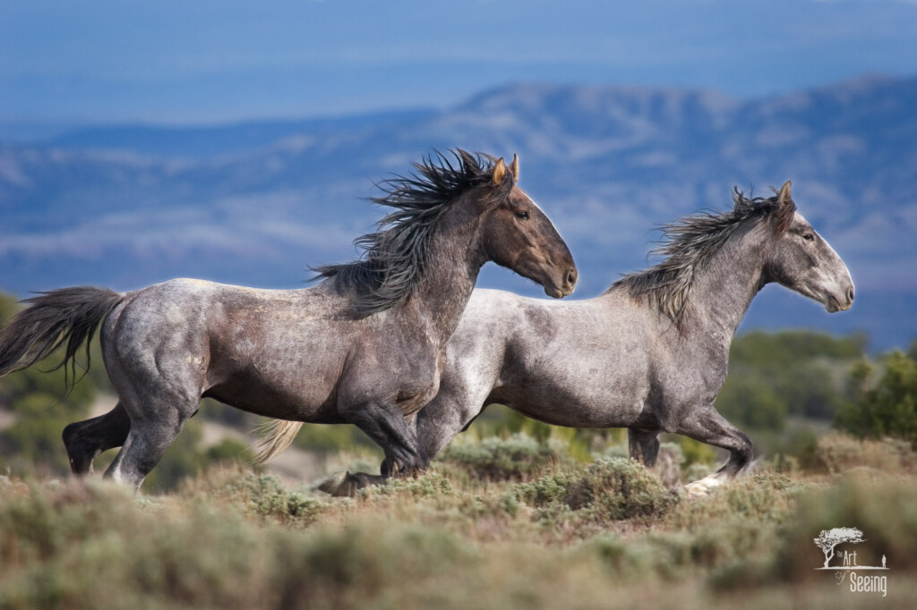 Wild in Colorado, an equine photograph by Ken Lee