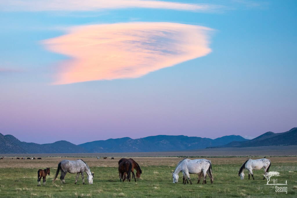 An equine photograph by Ken Lee