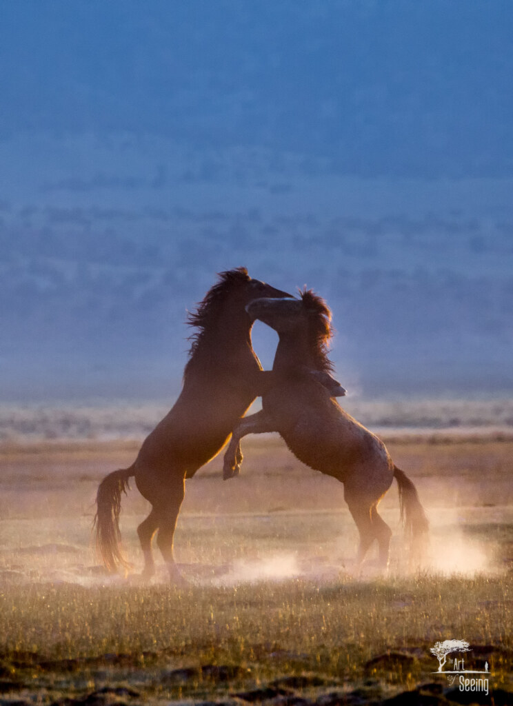 An equine photograph by Ken Lee