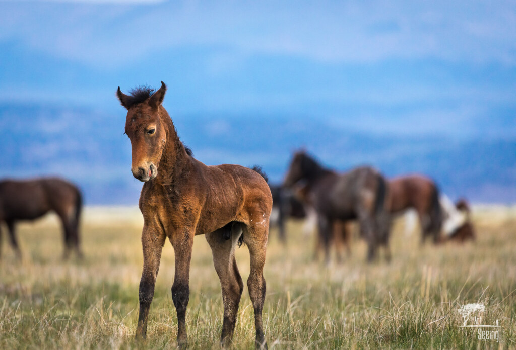 An equine photograph by Ken Lee