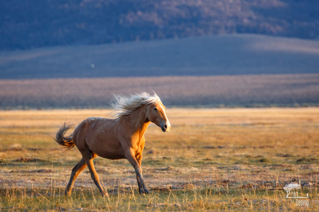 An equine photograph by Ken Lee