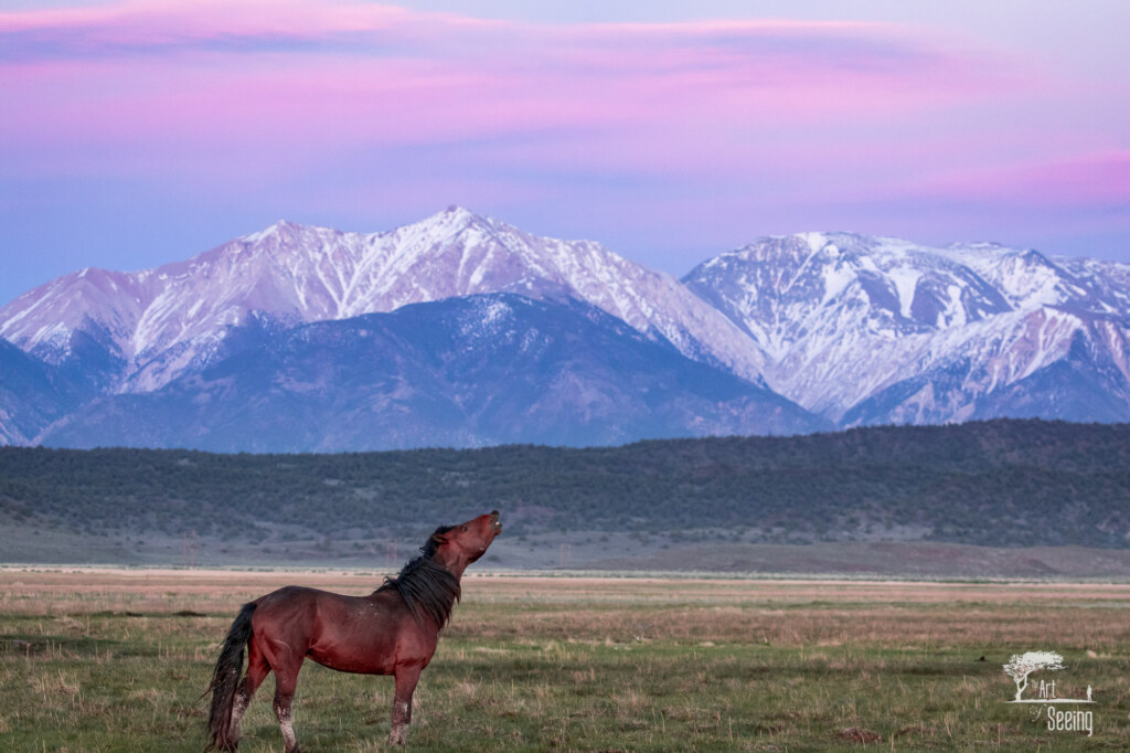 An equine photograph by Ken Lee