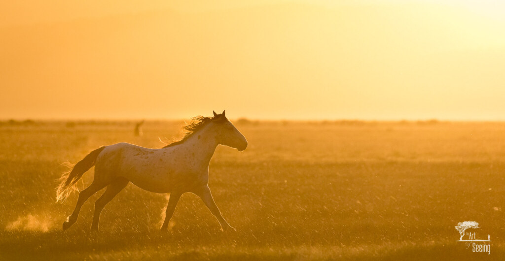 An equine photograph by Ken Lee