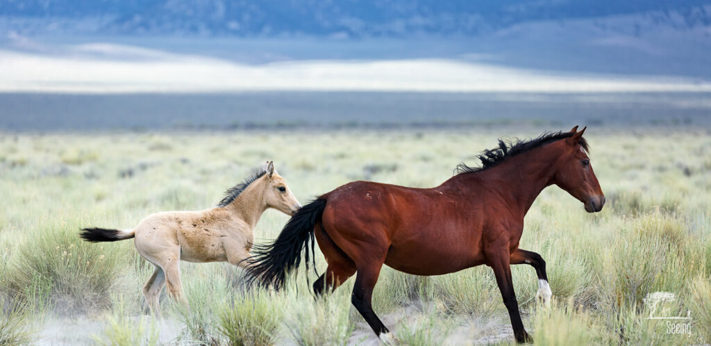An equine photograph by Ken Lee