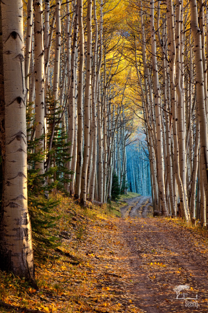Aspen Cathedral, a landscape photograph by Ken Lee