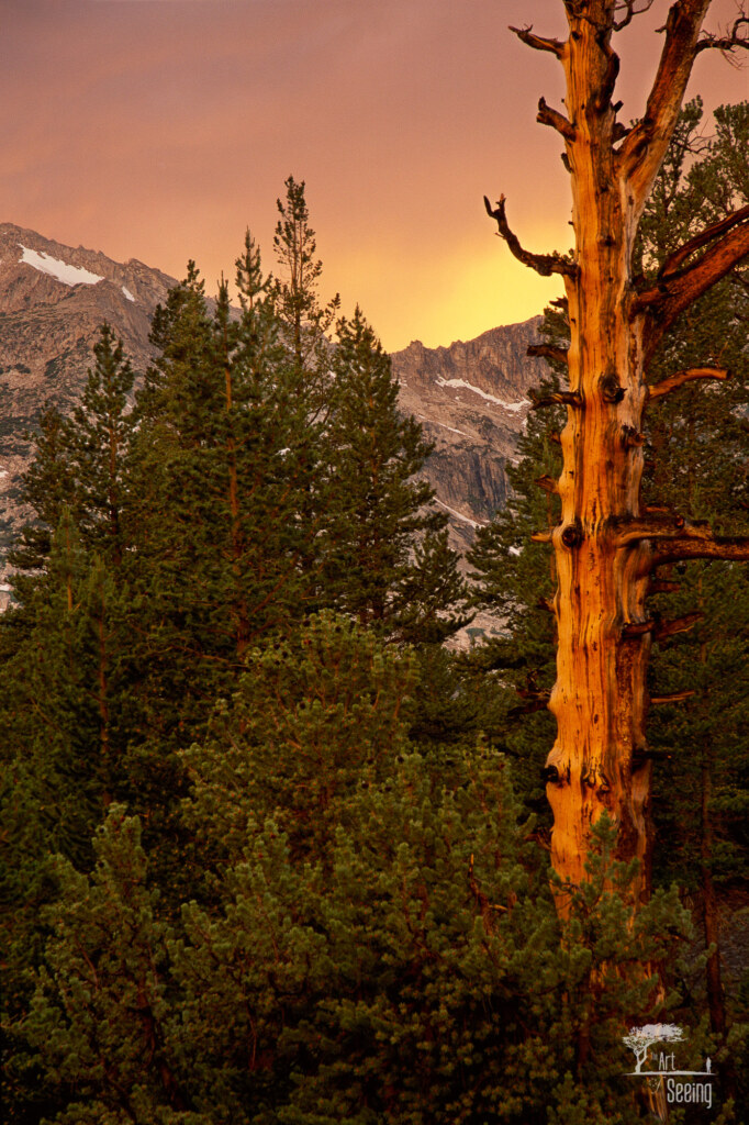 Sierra Sentinel, a landscape photograph by Ken Lee